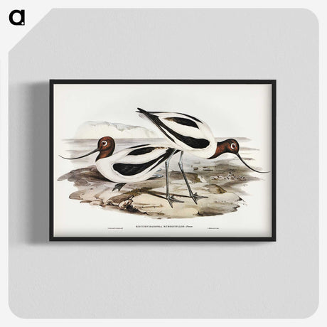3-2_John-Gould_blk-crop