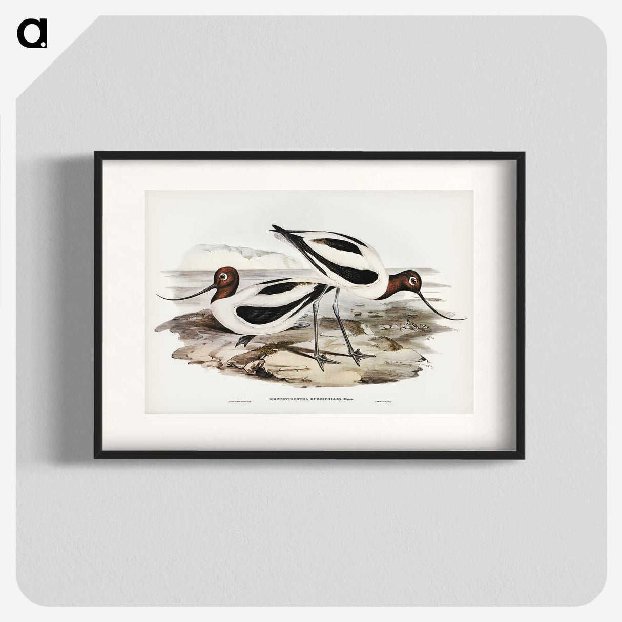 3-2_John-Gould_blk