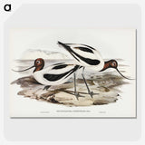 3-2_John-Gould_picture-crop