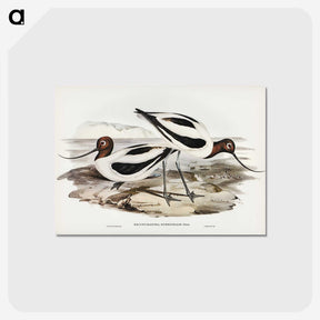 3-2_John-Gould_postcard