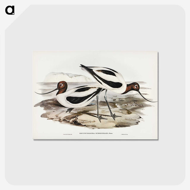 3-2_John-Gould_postcard