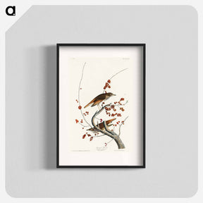 アートポスター-Hermit Thrush
 - ジョン ジェームス オーデュボン Poster.