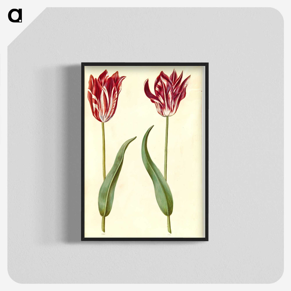 3-2_Maria-Sibylla-Merian_blk-crop