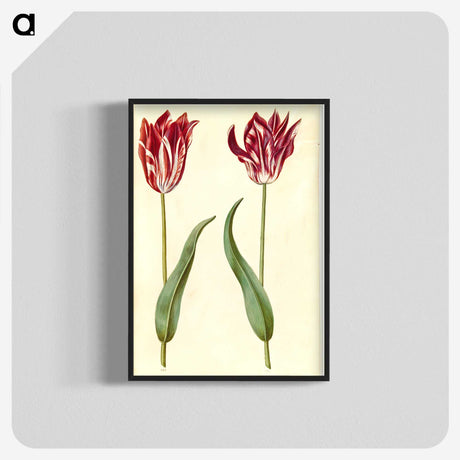 3-2_Maria-Sibylla-Merian_blk-crop