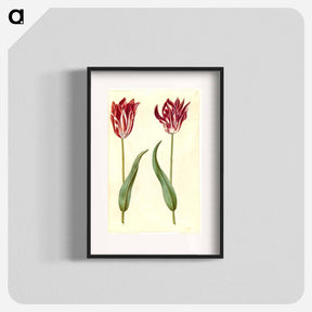 アートポスター-Tulipa Gesneriana
 - マリア ジビーラ メーリアン Poster.