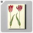 3-2_Maria-Sibylla-Merian_canvas