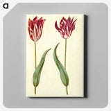 3-2_Maria-Sibylla-Merian_canvas