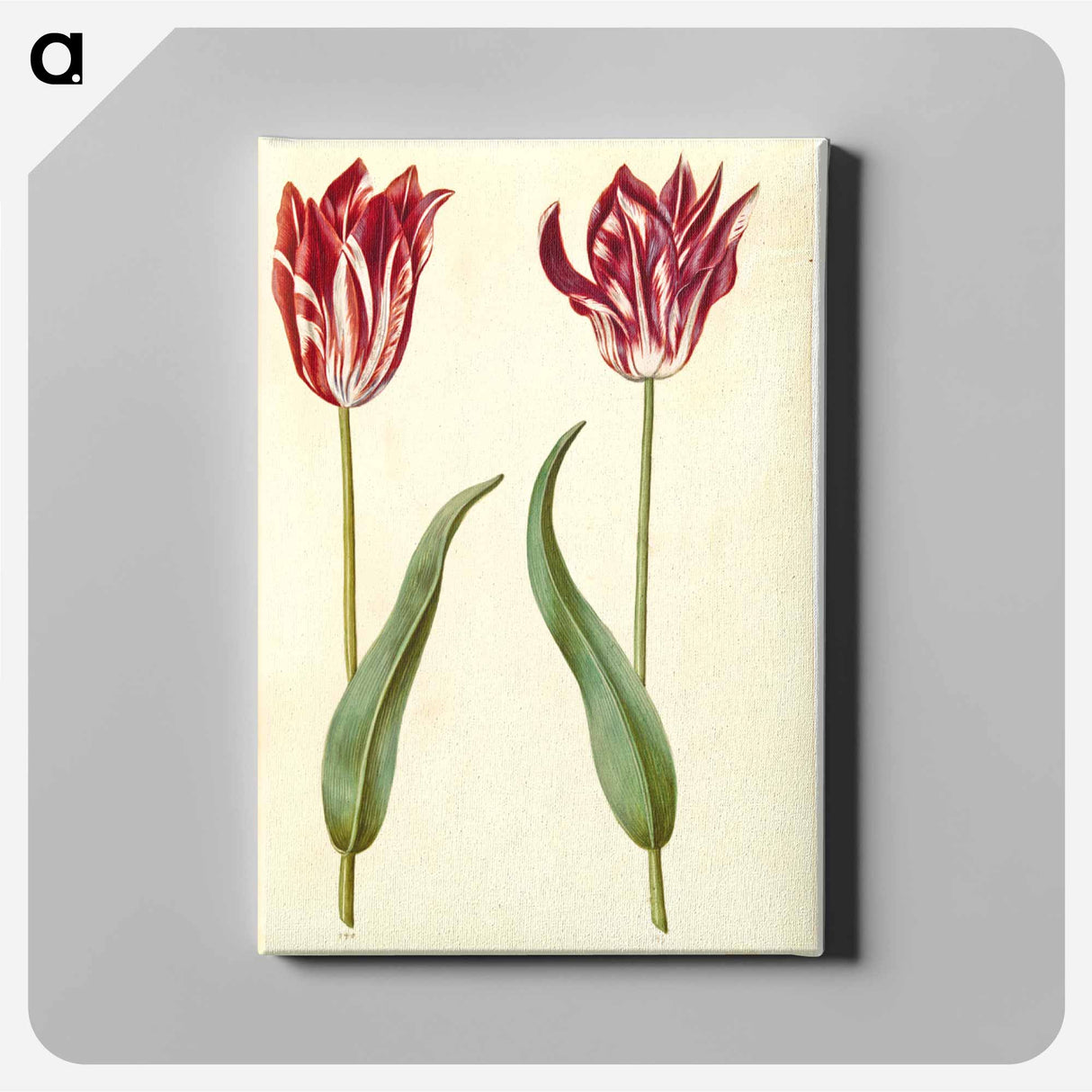アートパネル-Tulipa Gesneriana
 - マリア ジビーラ メーリアン Canvas.