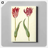 アートパネル-Tulipa Gesneriana
 - マリア ジビーラ メーリアン Canvas.