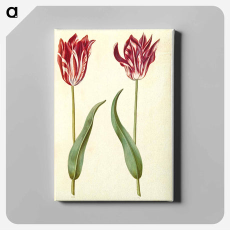 アートパネル-Tulipa Gesneriana
 - マリア ジビーラ メーリアン Canvas.
