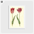 アートポストカード-Tulipa Gesneriana
 - マリア ジビーラ メーリアン Postcard.