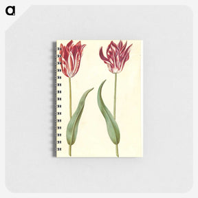 3-2_Maria-Sibylla-Merian_memo