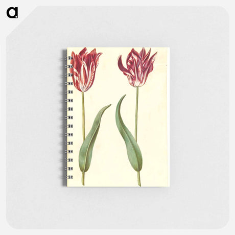 アートメモ帳-Tulipa Gesneriana
 - マリア ジビーラ メーリアン Memo.