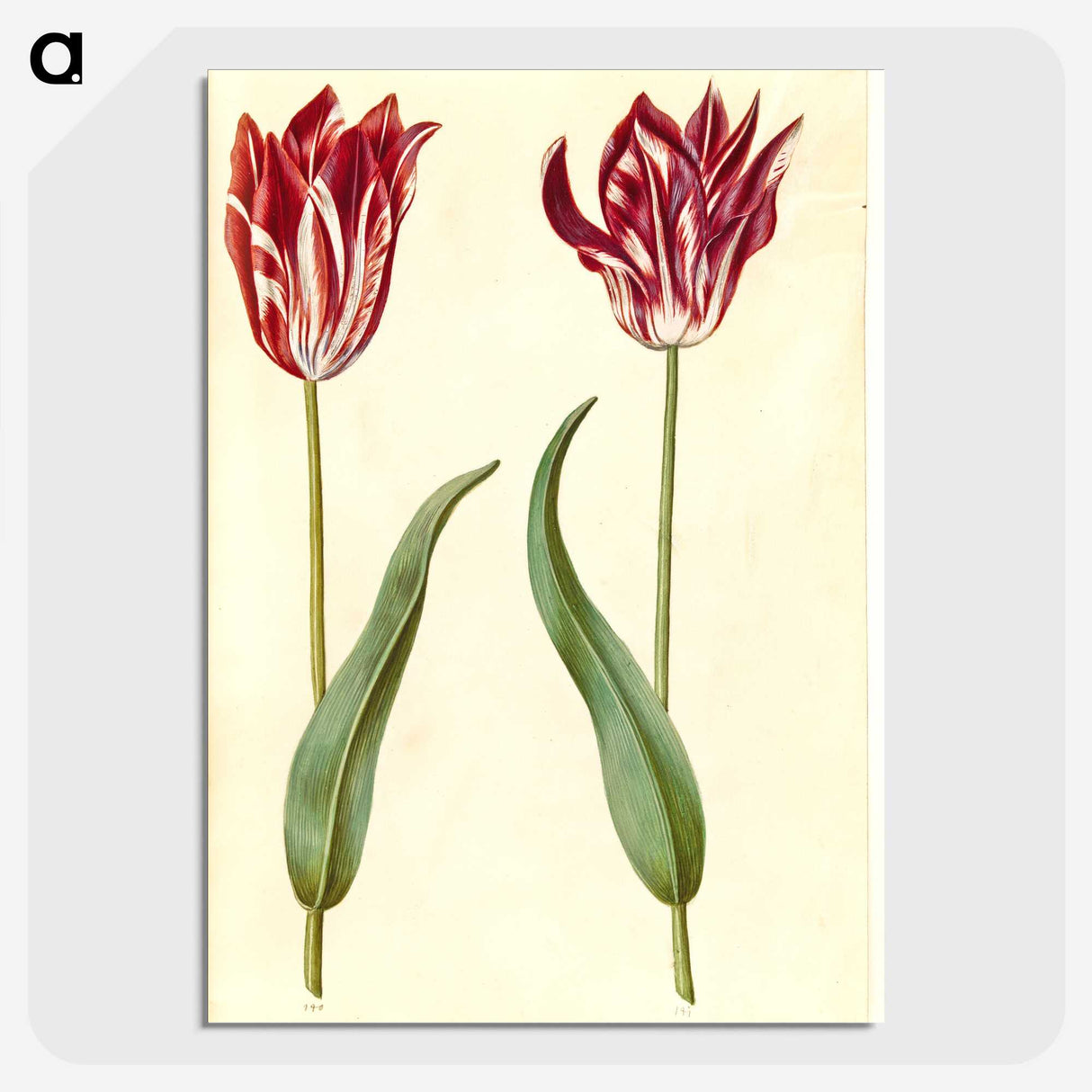 3-2_Maria-Sibylla-Merian_picture-crop