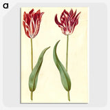 3-2_Maria-Sibylla-Merian_picture-crop