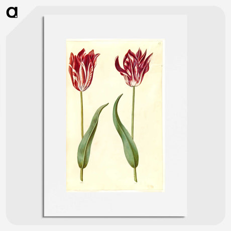 3-2_Maria-Sibylla-Merian_picture