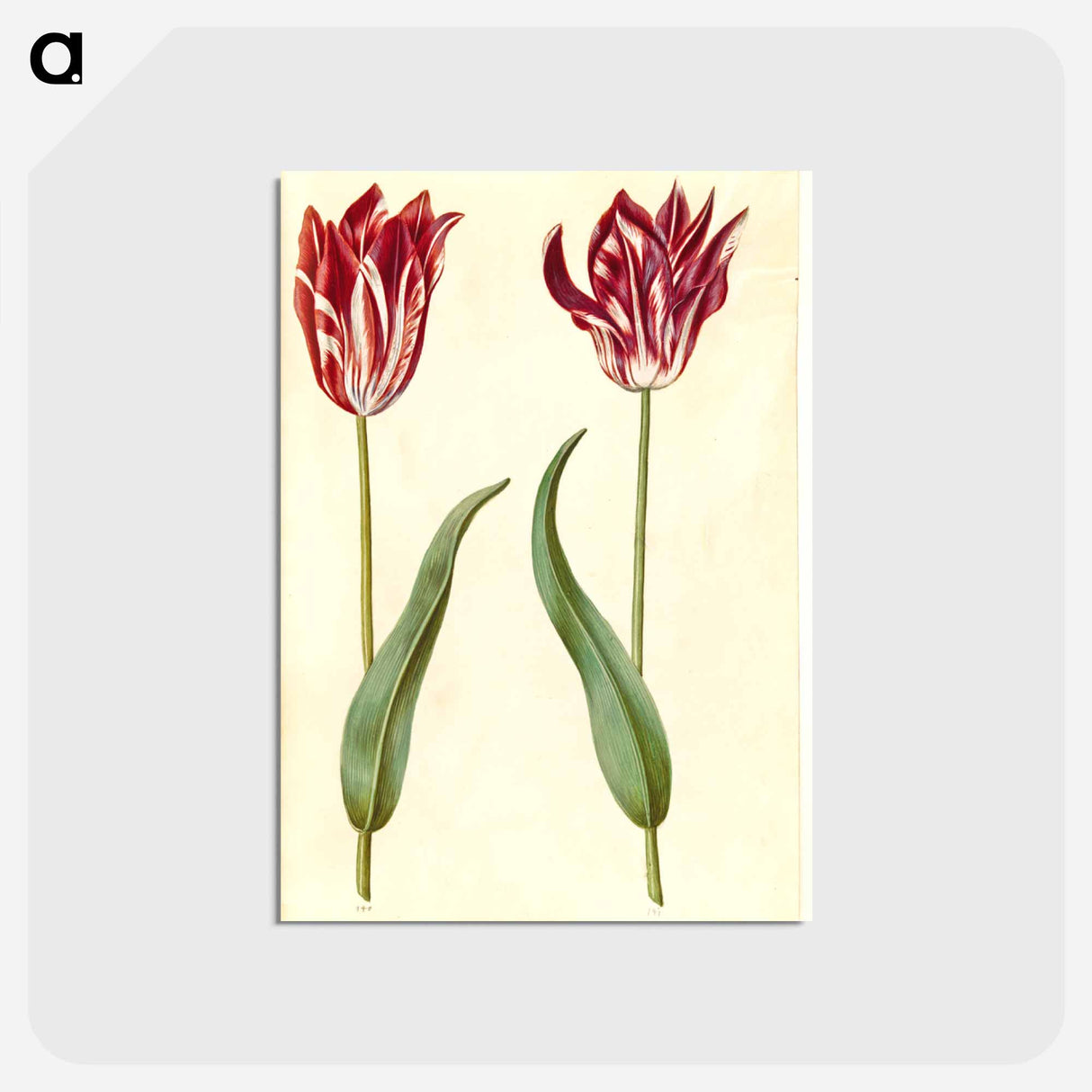 アートポストカード-Tulipa Gesneriana
 - マリア ジビーラ メーリアン Postcard.