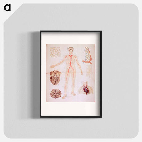 アートポスター-The Heart and Arteries
 - 国立医学図書館 Poster.