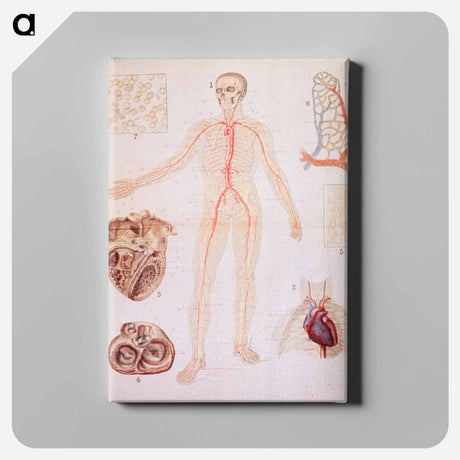アートパネル-The Heart and Arteries
 - 国立医学図書館 Canvas.
