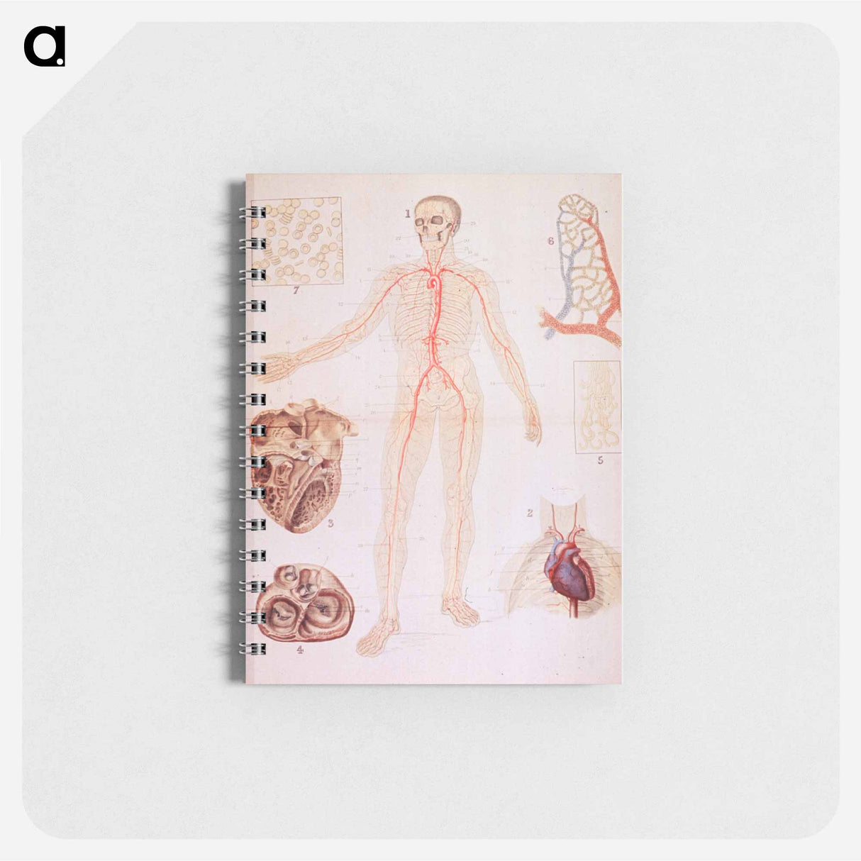 アートメモ帳-The Heart and Arteries
 - 国立医学図書館 Memo.