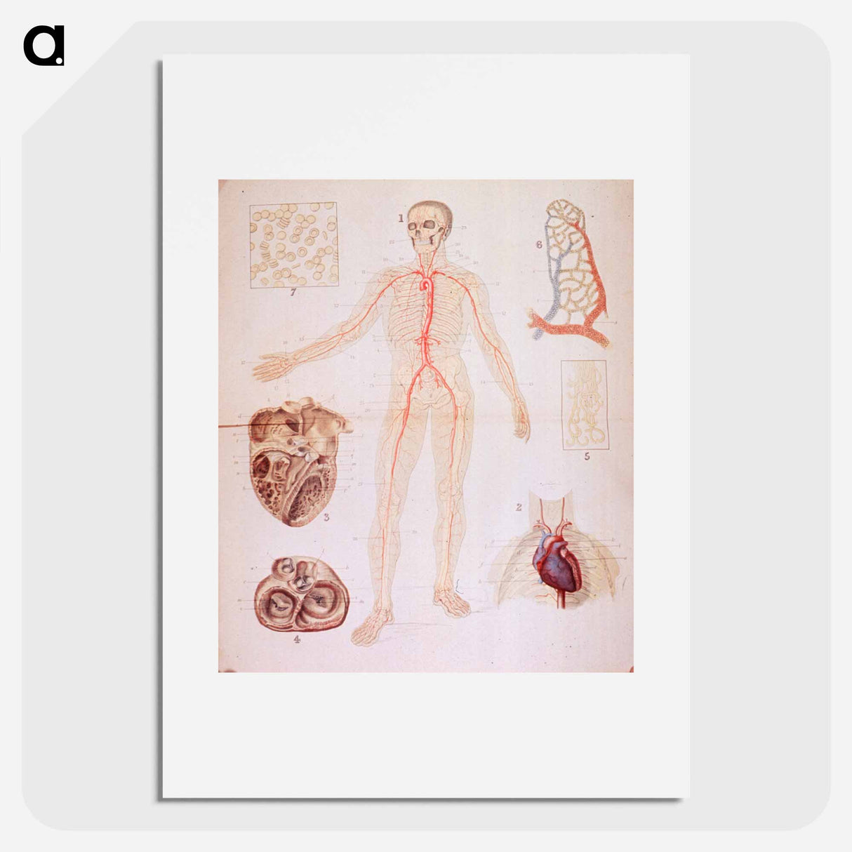 アートポスター-The Heart and Arteries
 - 国立医学図書館 Poster.