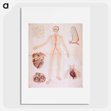 アートポスター-The Heart and Arteries
 - 国立医学図書館 Poster.