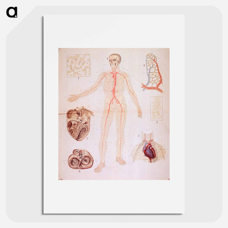 アートポスター-The Heart and Arteries
 - 国立医学図書館 Poster.