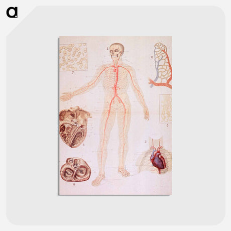 アートポストカード-The Heart and Arteries
 - 国立医学図書館 Postcard.