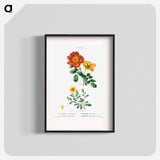 Sweetbriar rose, Rosa eglanteria 2. Hulthemia rose, Rosa berberifolia - Pierre Joseph Redouté Poster.