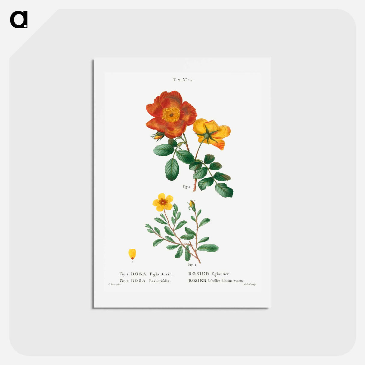 アートポストカード-Sweetbriar rose, Rosa eglanteria 2. Hulthemia rose, Rosa berberifolia - ピエール ジョゼフ ルドゥーテ Postcard.