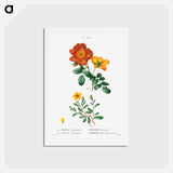 アートポストカード-Sweetbriar rose, Rosa eglanteria 2. Hulthemia rose, Rosa berberifolia - ピエール ジョゼフ ルドゥーテ Postcard.