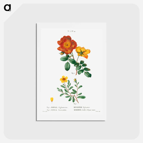 アートポストカード-Sweetbriar rose, Rosa eglanteria 2. Hulthemia rose, Rosa berberifolia - ピエール ジョゼフ ルドゥーテ Postcard.