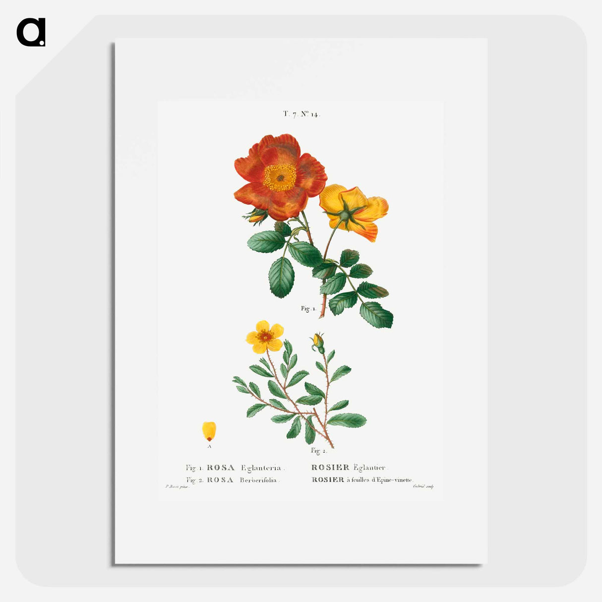 Sweetbriar rose, Rosa eglanteria 2. Hulthemia rose, Rosa berberifolia - Pierre Joseph Redouté Poster.