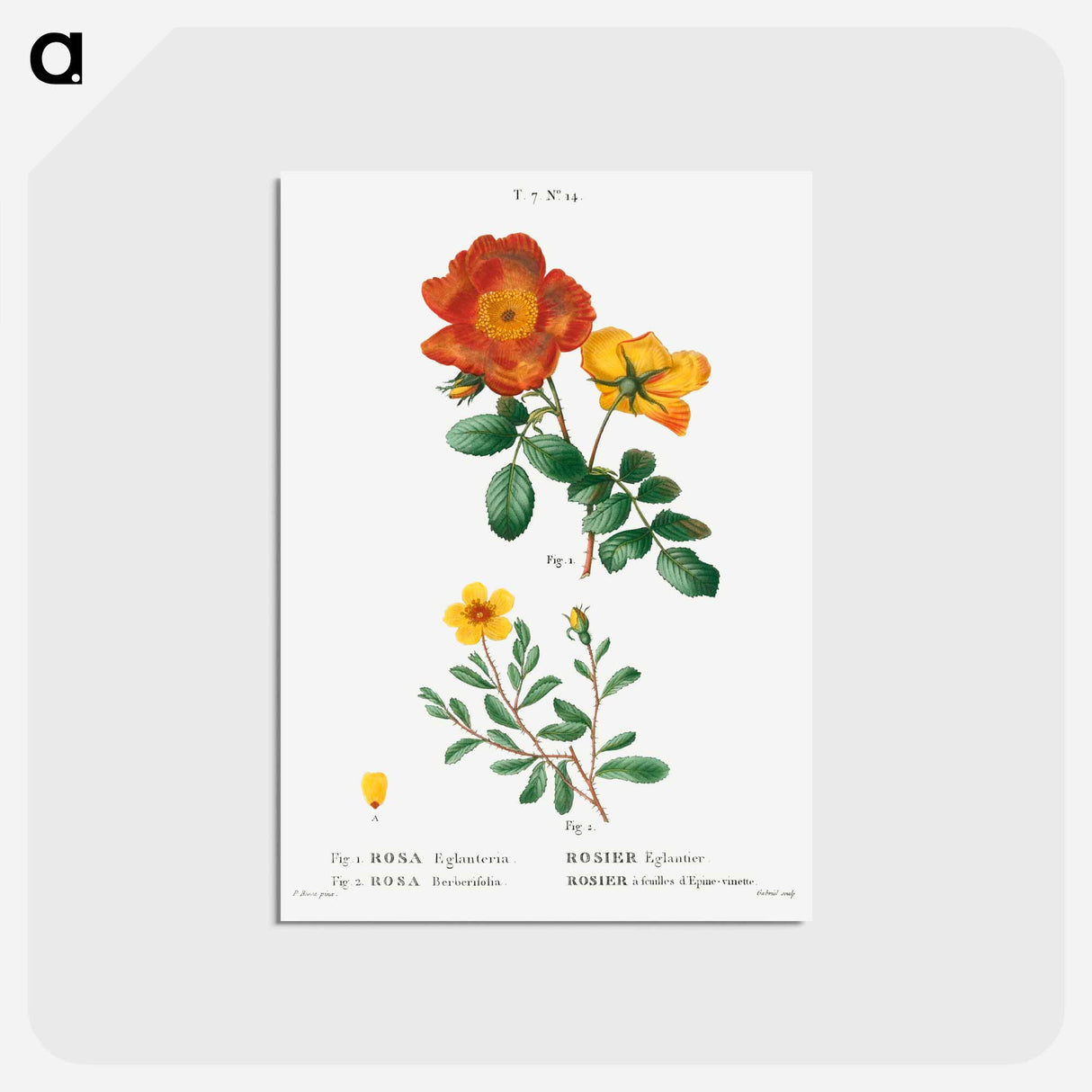 アートポストカード-Sweetbriar rose, Rosa eglanteria 2. Hulthemia rose, Rosa berberifolia - ピエール ジョゼフ ルドゥーテ Postcard.
