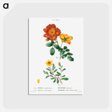 アートポストカード-Sweetbriar rose, Rosa eglanteria 2. Hulthemia rose, Rosa berberifolia - ピエール ジョゼフ ルドゥーテ Postcard.
