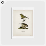 アートポストカード-Chloris Chloris
 - スヴェンスカ フォグラル Postcard.