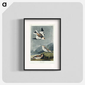 アートポスター-Snow Bunting from Birds of America
 - アメリカの鳥たち Poster.