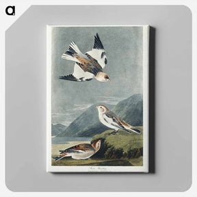 アートパネル-Snow Bunting from Birds of America
 - アメリカの鳥たち Canvas.