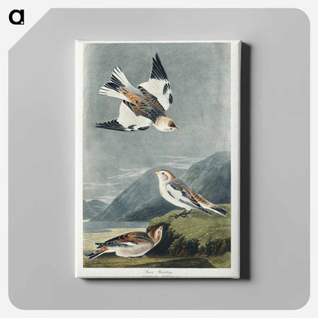 アートパネル-Snow Bunting from Birds of America
 - アメリカの鳥たち Canvas.