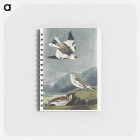 アートメモ帳-Snow Bunting from Birds of America
 - アメリカの鳥たち Memo.