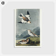 アートポストカード-Snow Bunting from Birds of America
 - アメリカの鳥たち Postcard.
