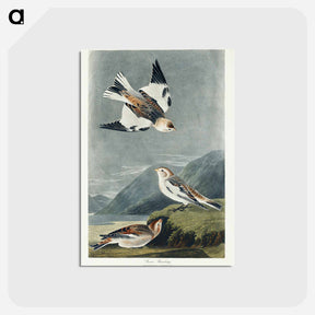 アートポストカード-Snow Bunting from Birds of America
 - アメリカの鳥たち Postcard.