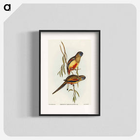 アートポスター-Crimson-bellied Parakeet
 - オーストラリアの鳥 Poster.
