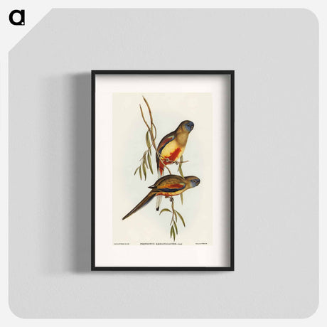 アートポスター-Crimson-bellied Parakeet
 - オーストラリアの鳥 Poster.