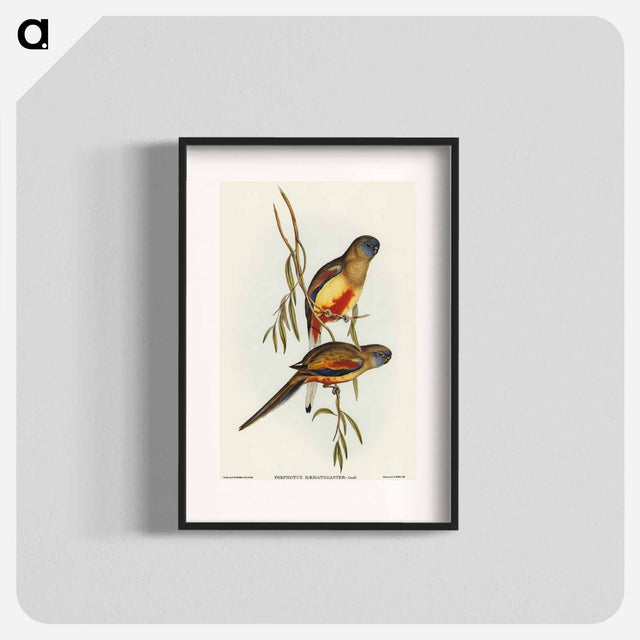アートポスター-Crimson-bellied Parakeet
 - オーストラリアの鳥 Poster.