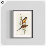 Crimson-bellied Parakeet
 - オーストラリアの鳥 Poster.