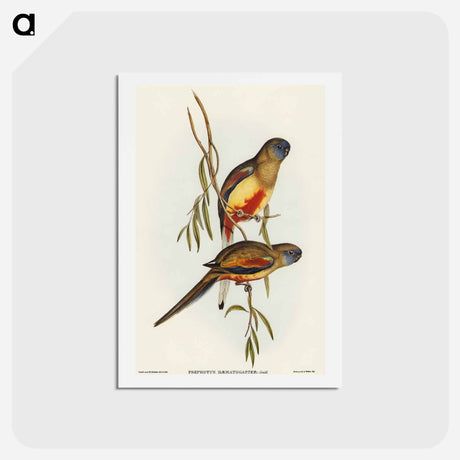 アートポストカード-Crimson-bellied Parakeet
 - オーストラリアの鳥 Postcard.