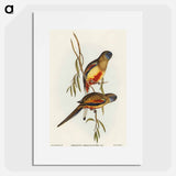 Crimson-bellied Parakeet
 - オーストラリアの鳥 Poster.