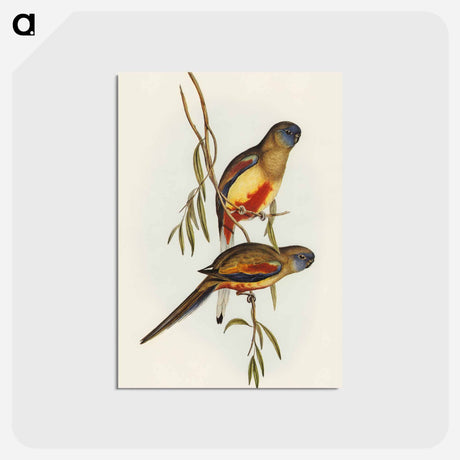 アートポストカード-Crimson-bellied Parakeet
 - オーストラリアの鳥 Postcard.