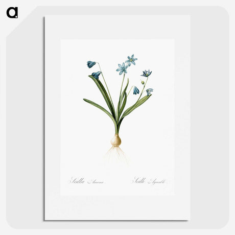 3-2_The-Lilies_picture